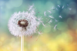 The Dandelion Blowing